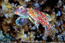 Morrison’s dragonet, mating pair Fiji. Synchiropus morris... by Carlos Estape 